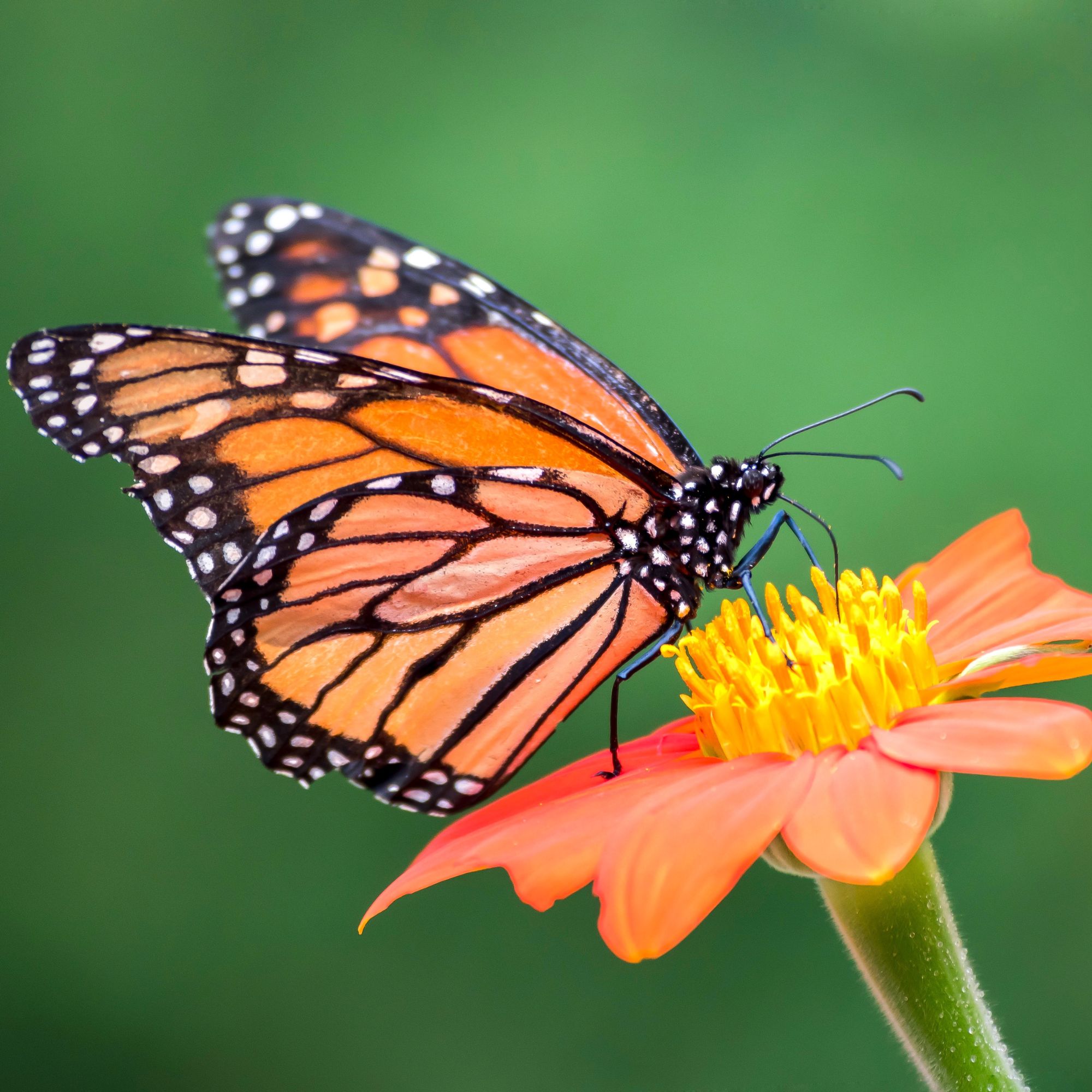 Monarch butterfly resting on a flower